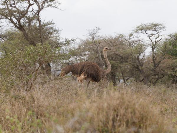 Struisvogel (Struthio camelus)